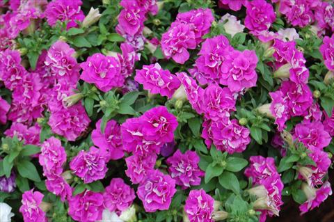 photo of flower to be used as: Pot, bedding, patio, basket Petunia Surfinia® Double Purple
