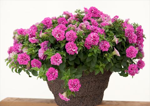 photo of flower to be used as: Pot, bedding, patio, basket Petunia Surfinia® Double Rose
