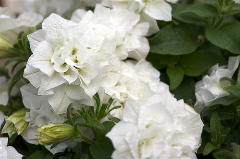 photo of flower to be used as: Pot, bedding, patio, basket Petunia Surfinia® Double White