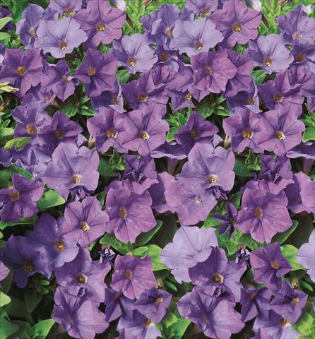 photo of flower to be used as: Pot, bedding, patio, basket Petunia Surfinia® Patio Blue