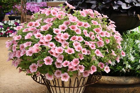 photo of flower to be used as: Pot, bedding, patio, basket Petunia Surfinia® Salmon Vein