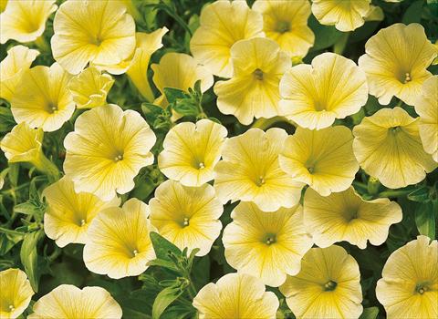 photo of flower to be used as: Pot, bedding, patio, basket Petunia Surfinia® Victorian Yellow