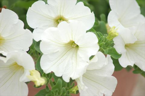 photo of flower to be used as: Pot, bedding, patio, basket Petunia Surfinia® White Imp
