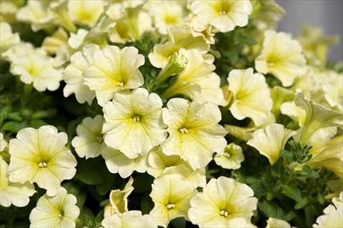 photo of flower to be used as: Pot, bedding, patio, basket Petunia Surfinia® Yellow