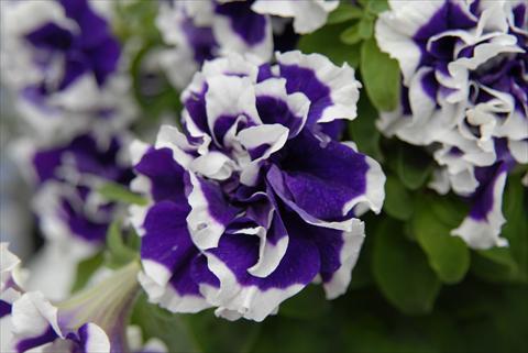 photo of flower to be used as: Pot, bedding, patio, basket Petunia Sylvana Double King