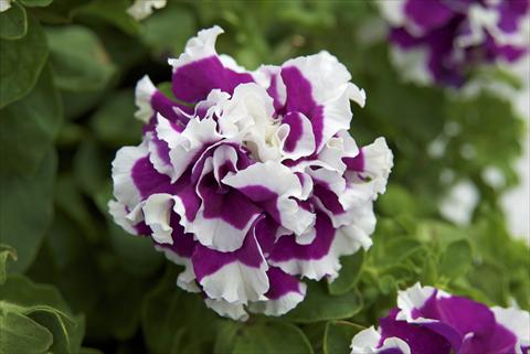 photo of flower to be used as: Pot, bedding, patio, basket Petunia Sylvana Double Queen