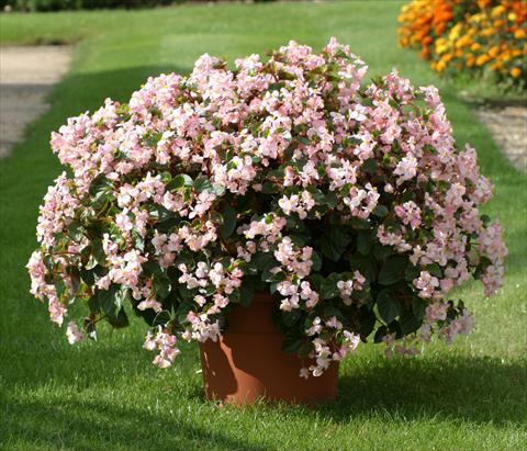 photo of flower to be used as: Bedding / border plant Begonia semperflorens Stara Pink