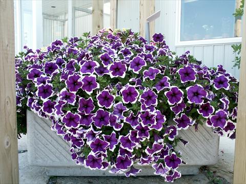 photo of flower to be used as: Pot, bedding, patio, basket Petunia Sylvana King