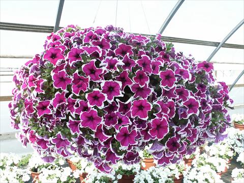 photo of flower to be used as: Pot, bedding, patio, basket Petunia Sylvana Queen