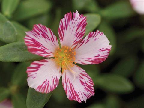 photo of flower to be used as:   Portulaca oleracea Duet Candy Stripe