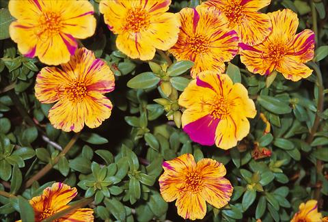 photo of flower to be used as:   Portulaca oleracea Duet Golden Sunrise