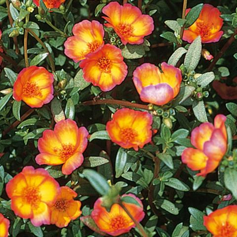 photo of flower to be used as:   Portulaca oleracea Duet Red on Yellow