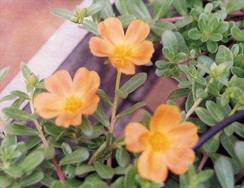 photo of flower to be used as: Bedding, patio, basket Portulaca Apricot