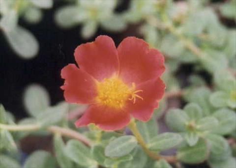 photo of flower to be used as: Bedding, patio, basket Portulaca Grand Cherise Red