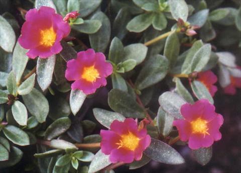 photo of flower to be used as: Bedding, patio, basket Portulaca Grand Lilac