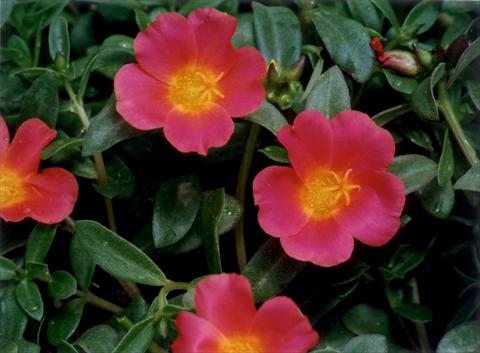 photo of flower to be used as: Bedding, patio, basket Portulaca Red