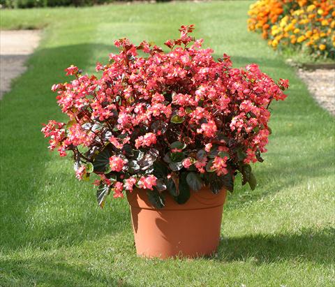 photo of flower to be used as: Bedding / border plant Begonia semperflorens Stara Red