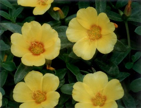 photo of flower to be used as: Bedding, patio, basket Portulaca Yellow