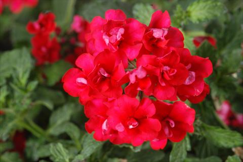photo of flower to be used as: Pot, patio, basket Verbena Corsage Red