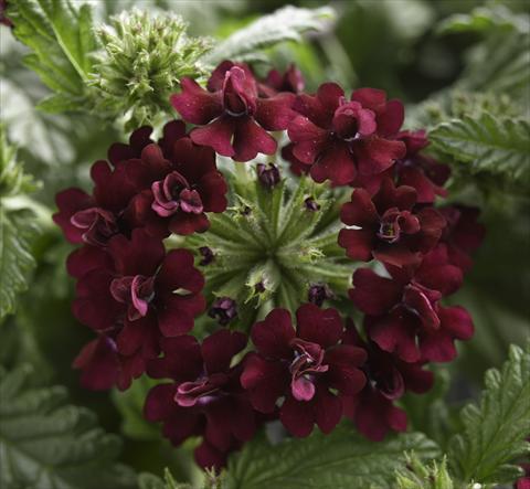 photo of flower to be used as: Pot, patio, basket Verbena Corsage Wine