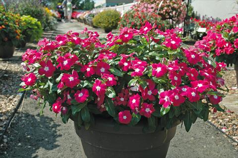 photo of flower to be used as: Pot and bedding Catharanthus roseus - Vinca Nirvana Raspberry Halo