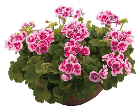 photo of flower to be used as: Pot, bedding, patio Pelargonium zonale Flower Kiss Fuchsia