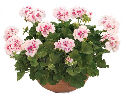 photo of flower to be used as: Pot, bedding, patio Pelargonium zonale Flower Kiss White Jump