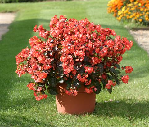 photo of flower to be used as: Bedding / border plant Begonia semperflorens Stara Scarlet