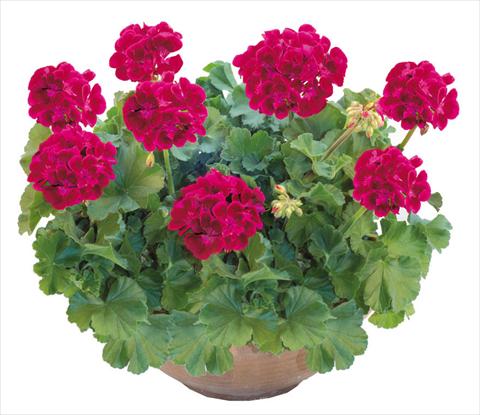 photo of flower to be used as: Pot, bedding, patio Pelargonium zonale OpenEyes Fire Wink