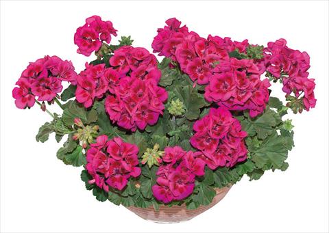 photo of flower to be used as: Pot, bedding, patio Pelargonium zonale OpenEyes Purple Wink