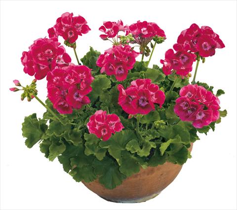 photo of flower to be used as: Pot, bedding, patio Pelargonium zonale Solar Light Compact Archid®
