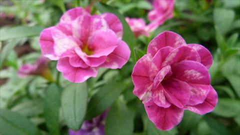 photo of flower to be used as: Pot, bedding, patio, basket Calibrachoa Caloha Double Marble Rose
