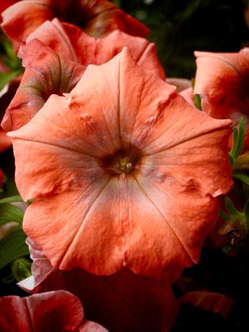 photo of flower to be used as: Pot, bedding, patio, basket Petunia Happy® Copper
