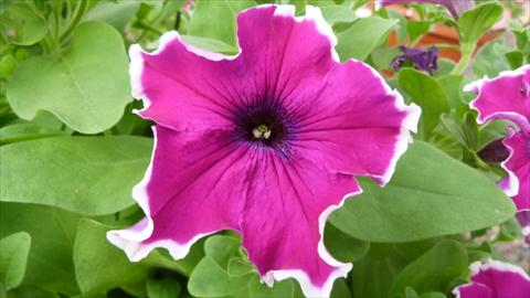 photo of flower to be used as: Pot, bedding, patio, basket Petunia Happy® Sofia Fringe