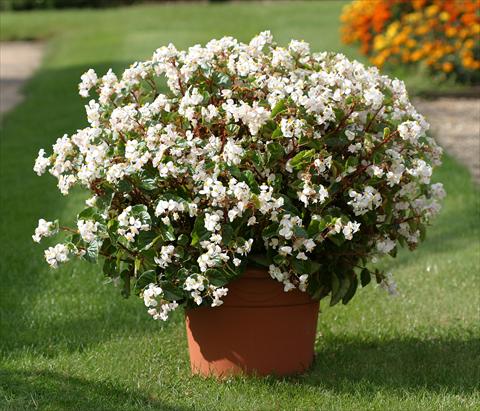 photo of flower to be used as: Bedding / border plant Begonia semperflorens Stara White