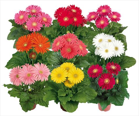 photo of flower to be used as: Pot Gerbera jamesonii Flori Line® Maxi Mix