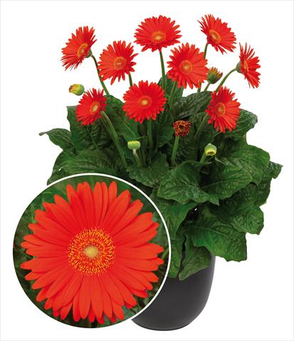 photo of flower to be used as: Pot Gerbera jamesonii Garvinea Sweet Glow®