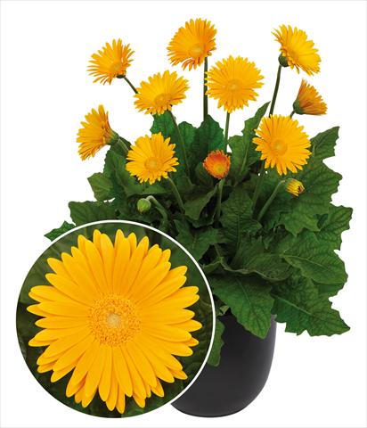 photo of flower to be used as: Pot Gerbera jamesonii Garvinea Sweet Honey®