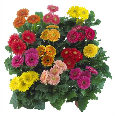 photo of flower to be used as: Pot Gerbera jamesonii Sundayz® Maxi Mix