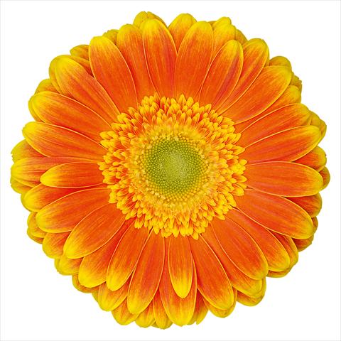 photo of flower to be used as: Pot Gerbera jamesonii Wannabe®