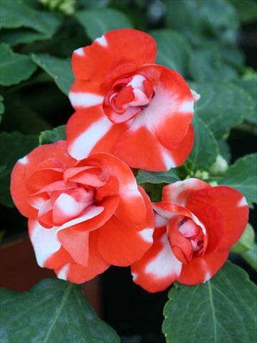photo of flower to be used as: Bedding / border plant Impatiens walleriana Athena Orange Flash
