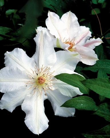 photo of flower to be used as: Bedding / border plant Clematis Boulevard Floral© Hide Hall