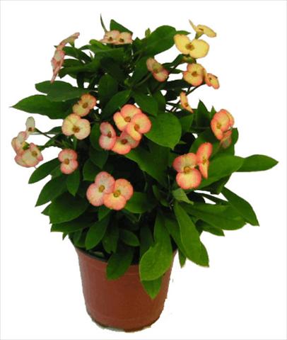 photo of flower to be used as: Pot and bedding Euphorbia milii Atlas©