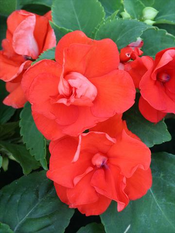 photo of flower to be used as: Bedding / border plant Impatiens walleriana Athena Orange