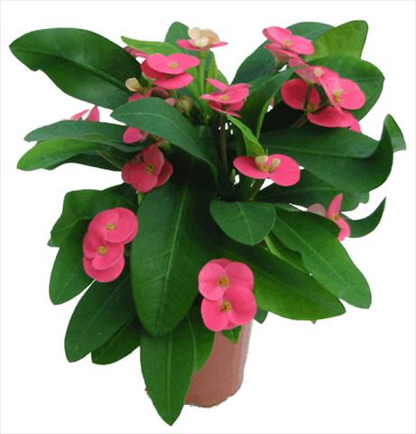 photo of flower to be used as: Pot and bedding Euphorbia milii Pink Cadillac©