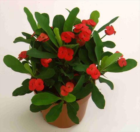 photo of flower to be used as: Pot and bedding Euphorbia milii Vulcanus2006©
