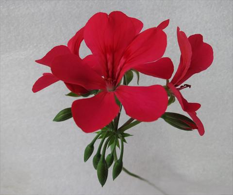 photo of flower to be used as: Pot, patio, basket Pelargonium peltatum Mamma Mia® Orange