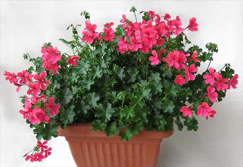 photo of flower to be used as: Pot, patio, basket Pelargonium peltatum Mamma Mia® Rosa