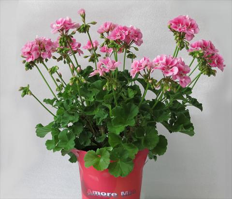 photo of flower to be used as: Pot, bedding, patio Pelargonium zonale Amore Mio® Rose