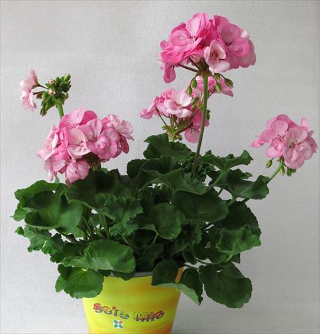 photo of flower to be used as: Pot, bedding, patio Pelargonium zonale Sole Mio® Light Pink